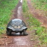 La reintroducción de tortugas gigantes revitaliza ecosistemas en Seychelles en seis meses