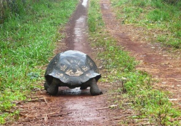 La reintroducción de tortugas gigantes revitaliza ecosistemas en Seychelles en seis meses