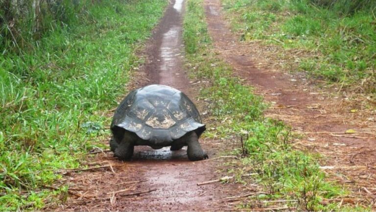 La reintroducción de tortugas gigantes revitaliza ecosistemas en Seychelles en seis meses